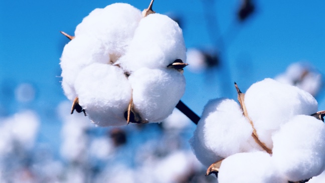 cotton cotton